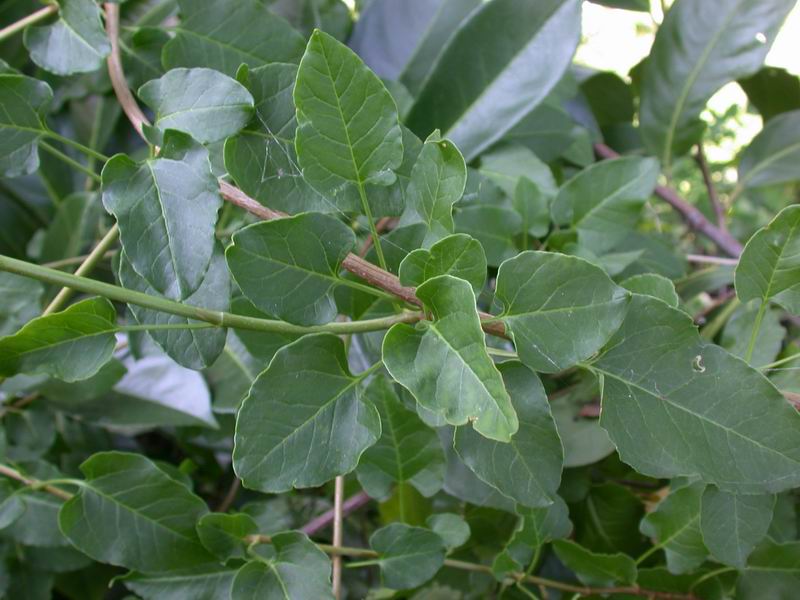 Fallopia baldschuanica (=Fallopia aubertii)  / Poligono del Turkestan